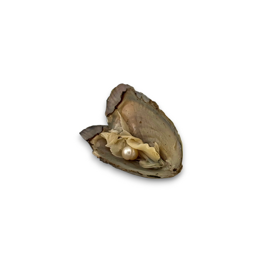 Oyster Pearl